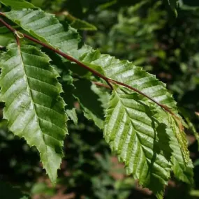 Carpinus betulus Frans Fontaine