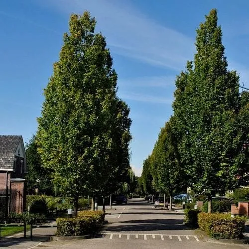 Carpinus betulus Frans Fontaine