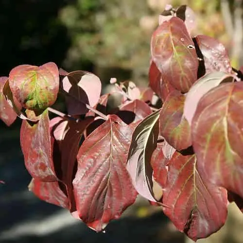 Cornus florida Cherokee Chief