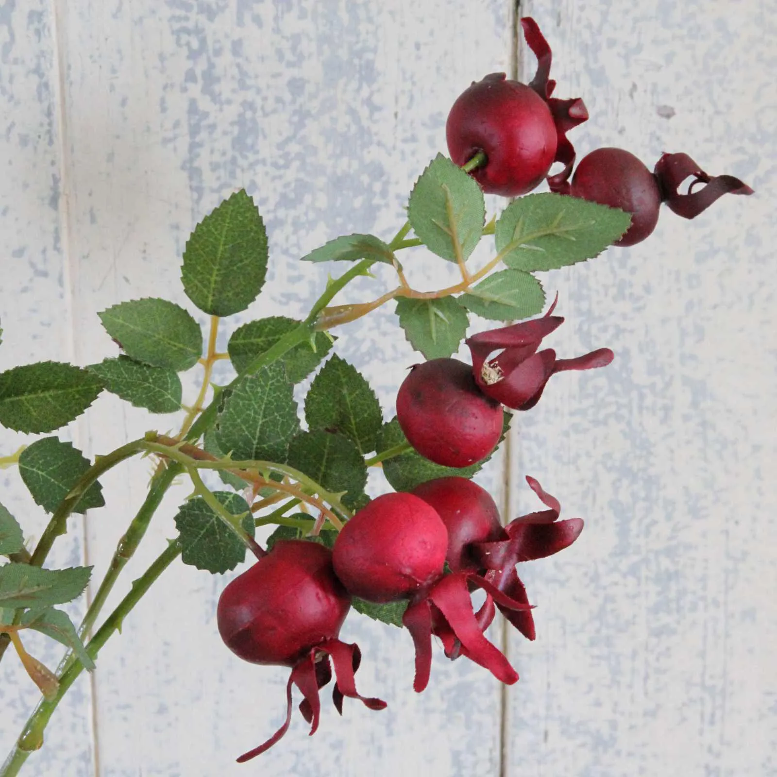 Rosehip Stem