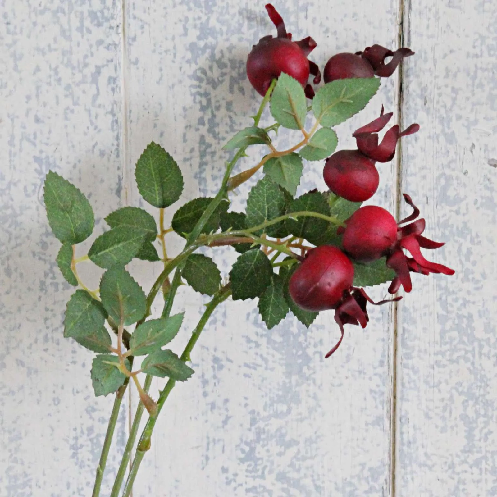 Rosehip Stem