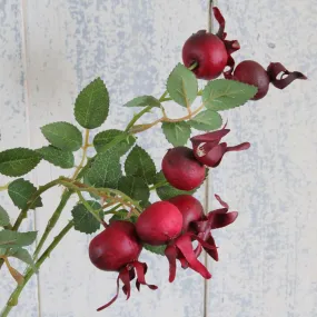 Rosehip Stem